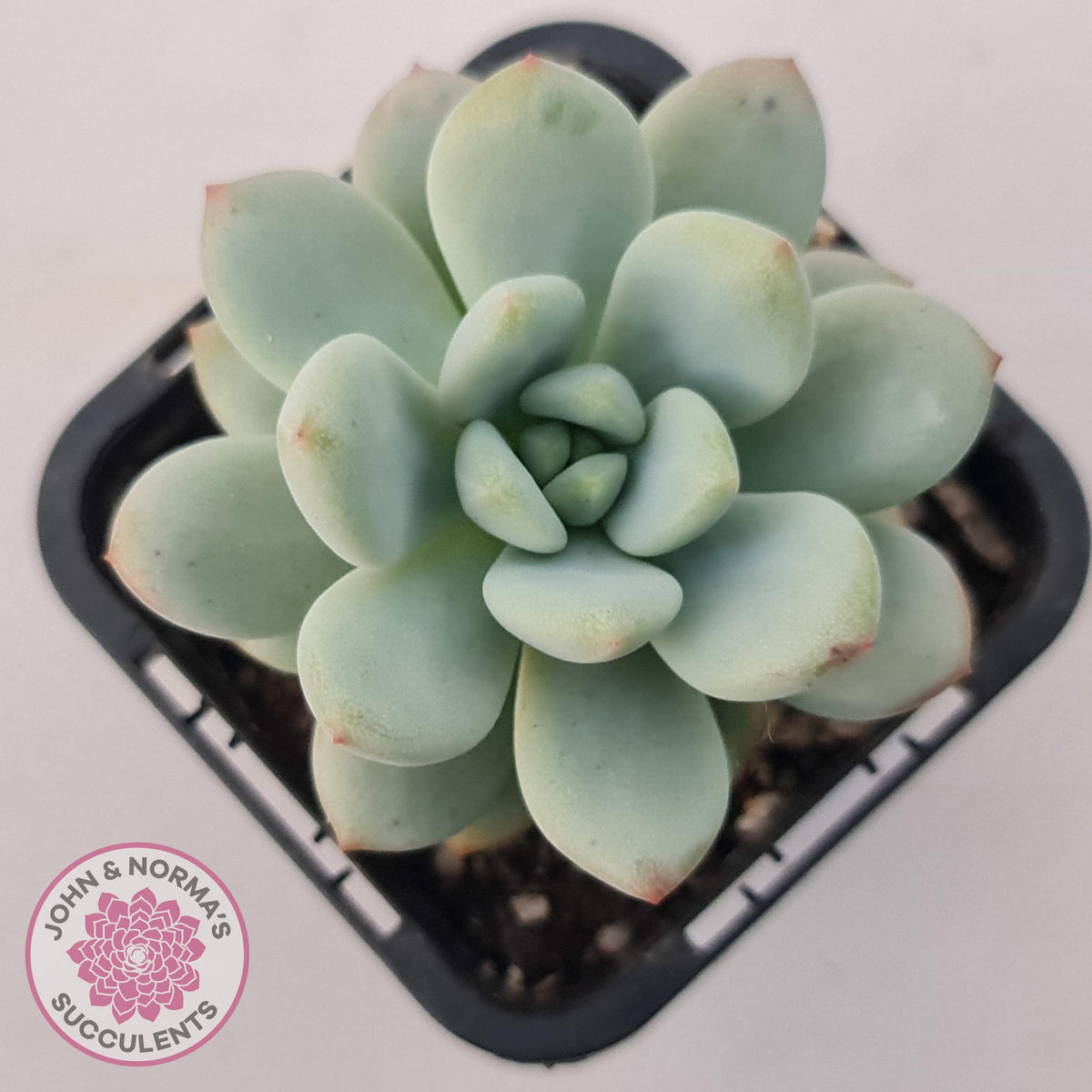 Echeveria 'Fragrant Cocoa'