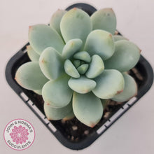 Load image into Gallery viewer, Echeveria 'Fragrant Cocoa' - John & Norma's Succulents Australia