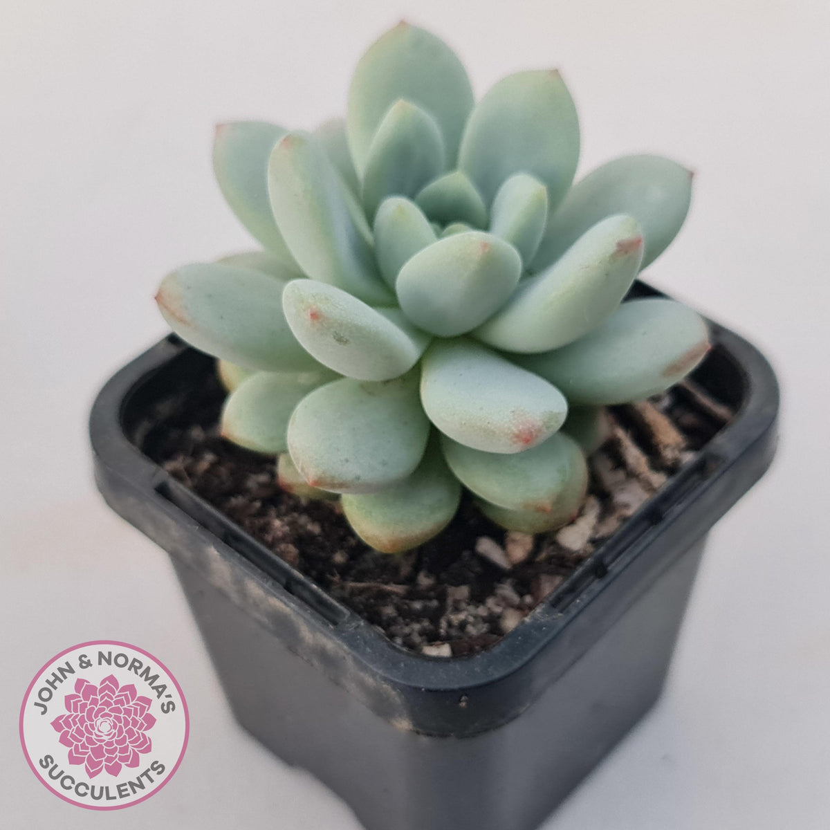 Echeveria 'Fragrant Cocoa'