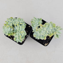 Load image into Gallery viewer, Echeveria pulvinata Frosty Crest - John & Norma's Succulents