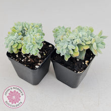 Load image into Gallery viewer, Echeveria pulvinata Frosty Crest - John & Norma's Succulents