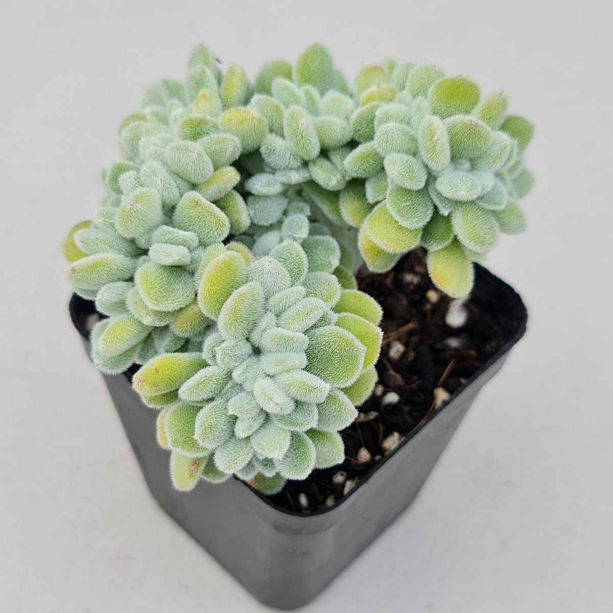 Echeveria pulvinata 'Frosty' Crest