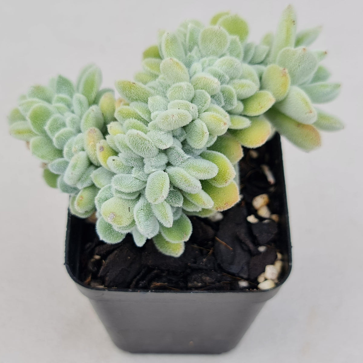 Echeveria pulvinata 'Frosty' Crest