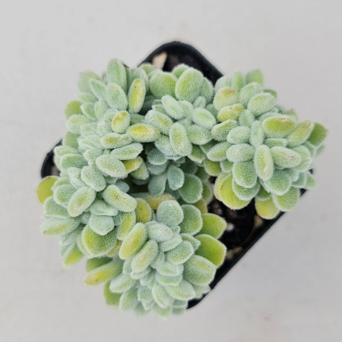 Echeveria pulvinata 'Frosty' Crest