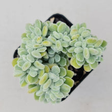 Load image into Gallery viewer, Echeveria pulvinata Frosty Crest - John & Norma's Succulents