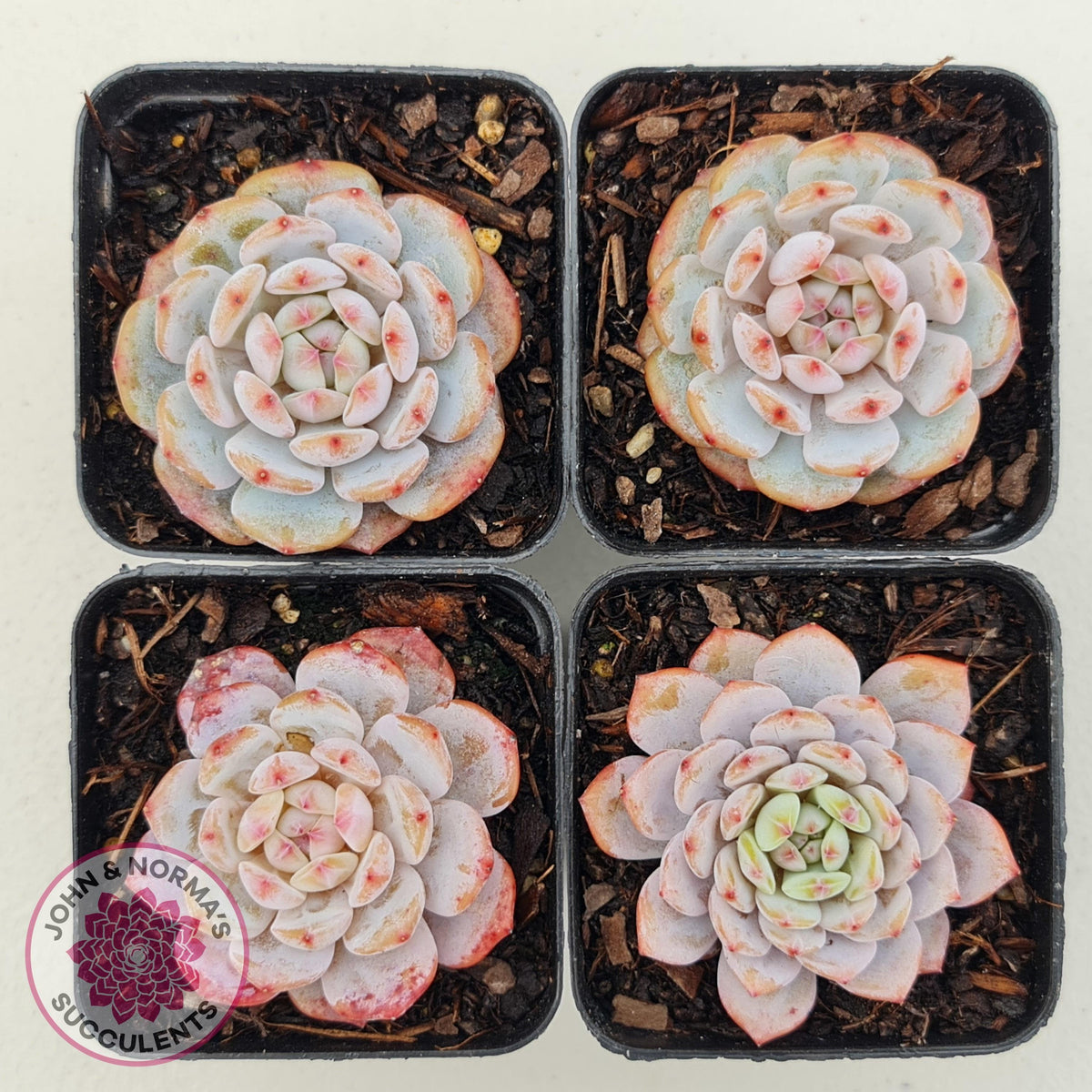 Echeveria 'Fu Rong'