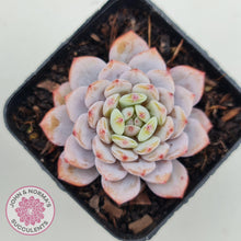Load image into Gallery viewer, Echeveria 'Fu Rong' - John & Norma's Succulents Australia