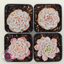 Load image into Gallery viewer, Echeveria 'Fu Rong'