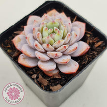 Load image into Gallery viewer, Echeveria 'Fu Rong'