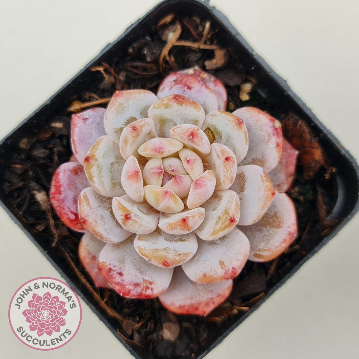 Echeveria 'Fu Rong'