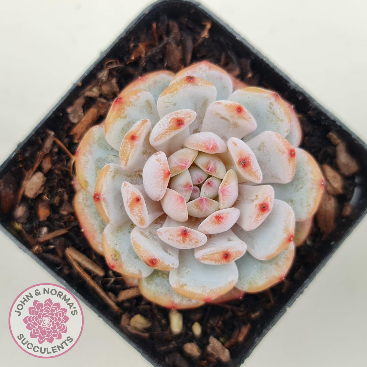 Echeveria 'Fu Rong'