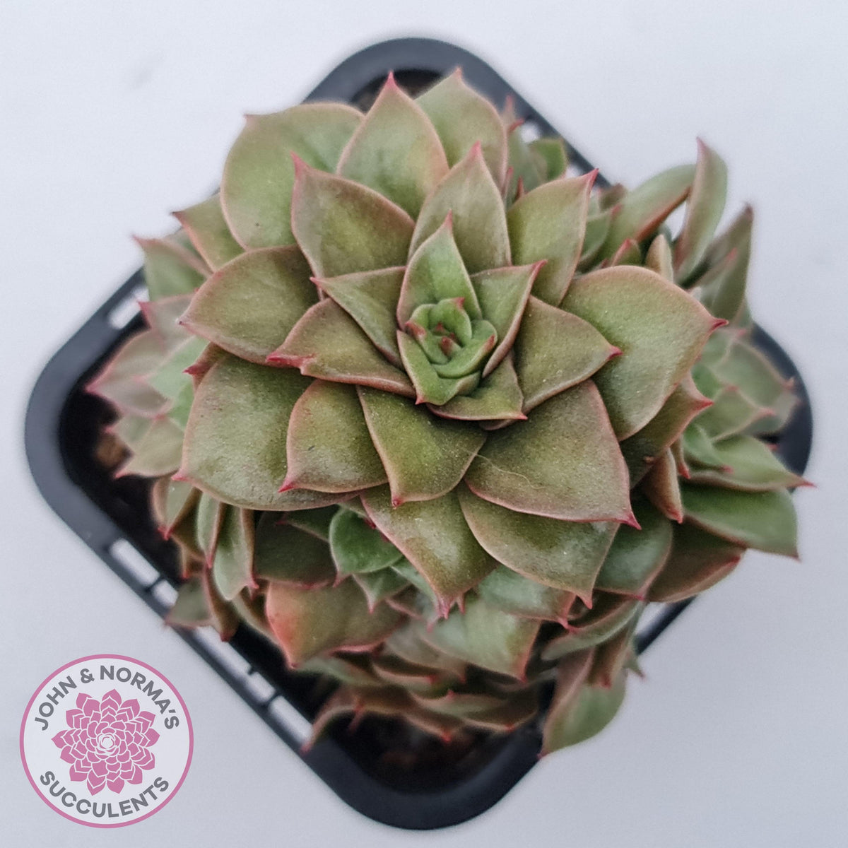 Echeveria 'Xuan Ji'