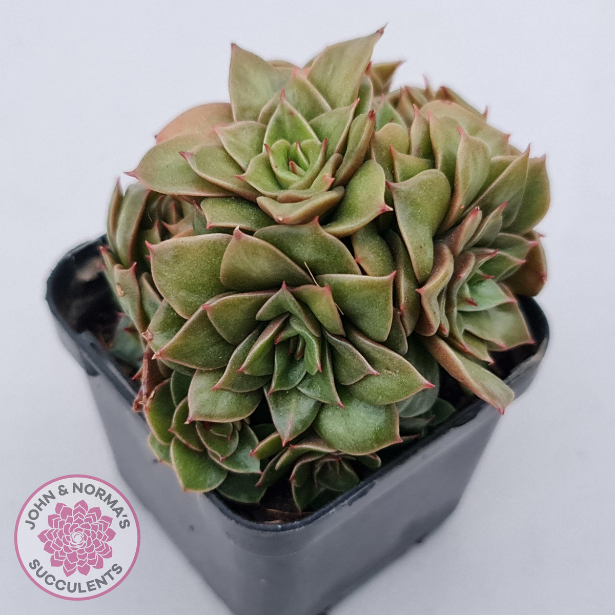Echeveria 'Xuan Ji'