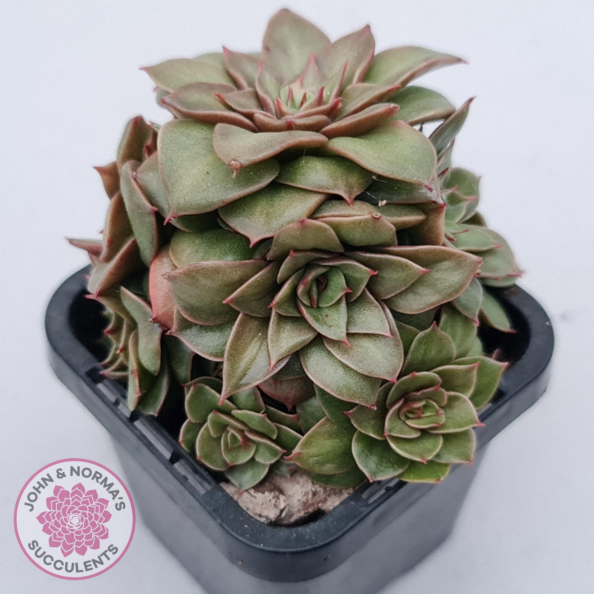 Echeveria 'Xuan Ji'