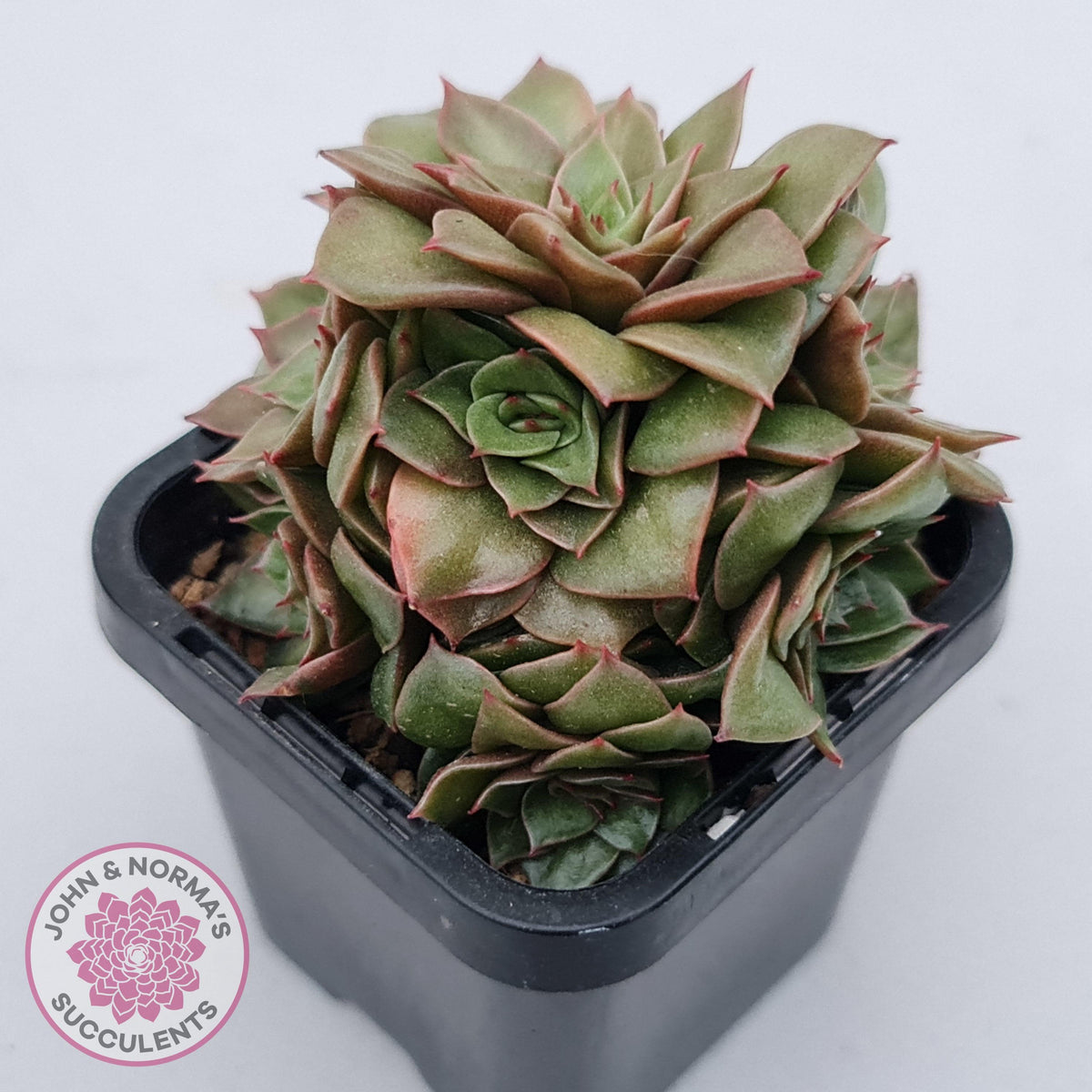 Echeveria 'Xuan Ji'