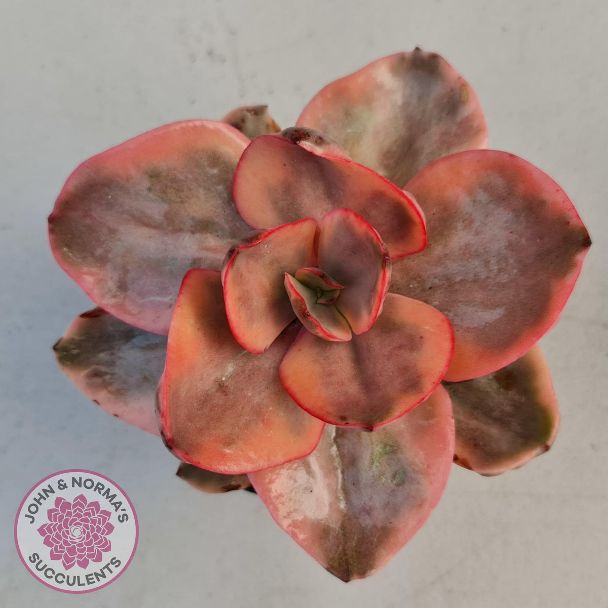 Echeveria 'Golden State'
