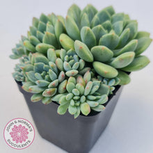 Load image into Gallery viewer, Echeveria Green Apple - John & Norma's Succulents Australia