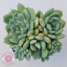 Load image into Gallery viewer, Echeveria Green Apple - John & Norma's Succulents Australia