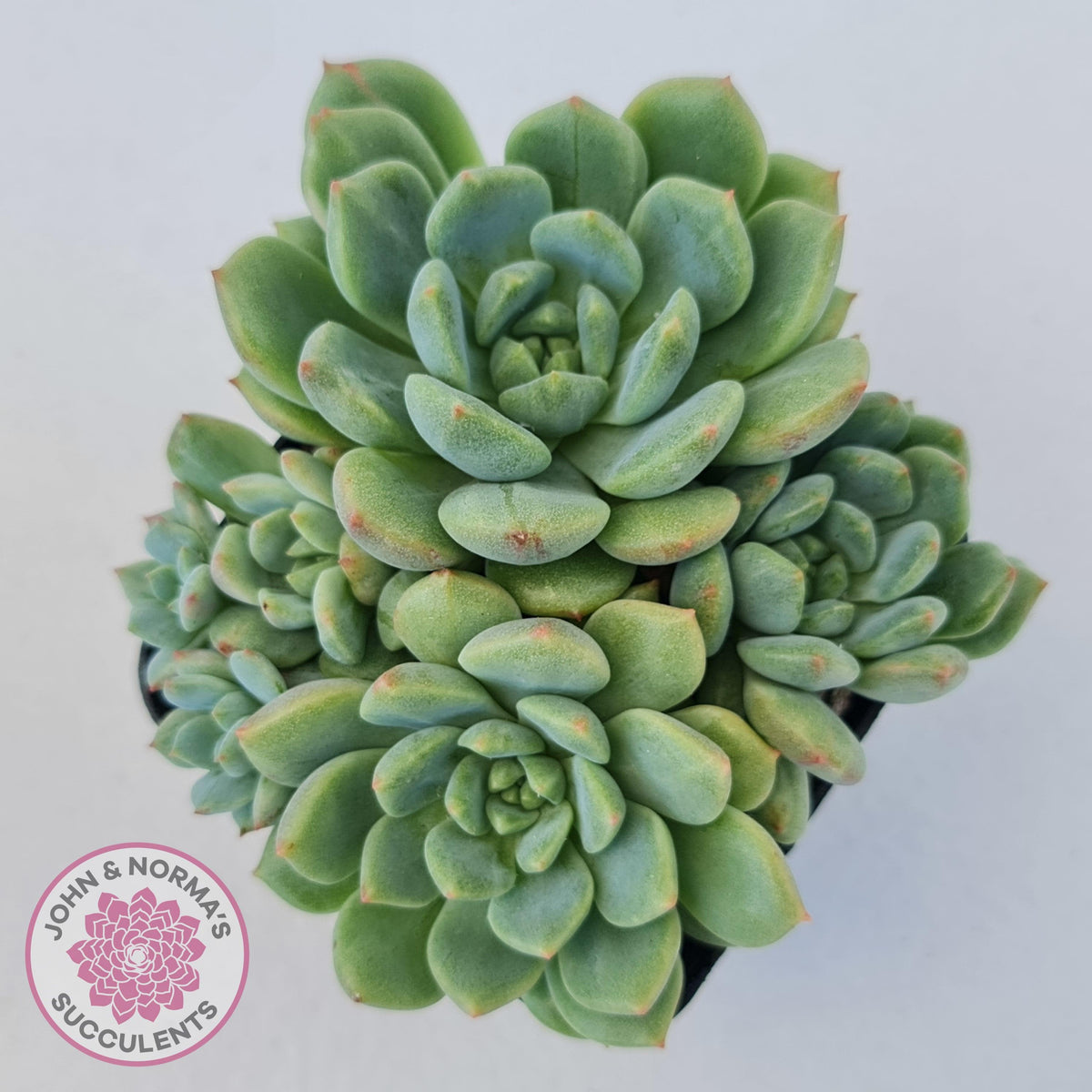 Echeveria Green Apple