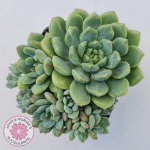Load image into Gallery viewer, Echeveria Green Apple - John & Norma's Succulents Australia