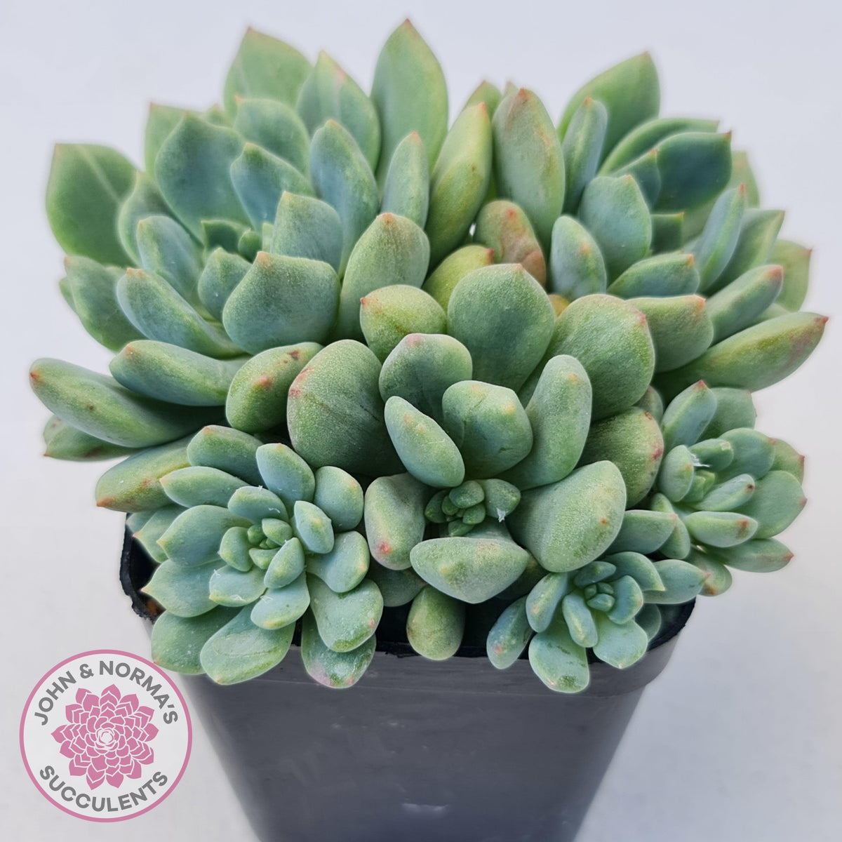 Echeveria Green Apple