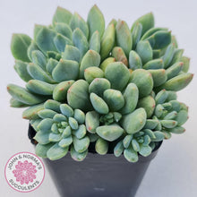 Load image into Gallery viewer, Echeveria Green Apple - John & Norma's Succulents Australia