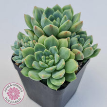 Load image into Gallery viewer, Echeveria Green Apple - John & Norma's Succulents Australia