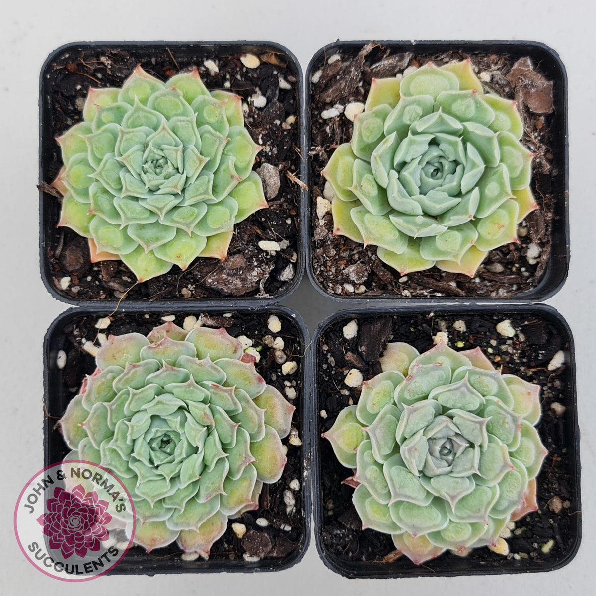 Echeveria Hearts Choice