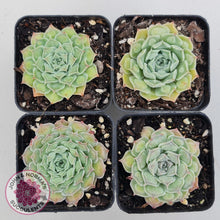 Load image into Gallery viewer, Echeveria Hearts Choice - John & Norma's Succulents Australia