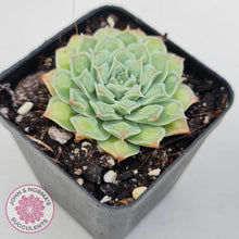 Load image into Gallery viewer, Echeveria Hearts Choice - John & Norma's Succulents Australia