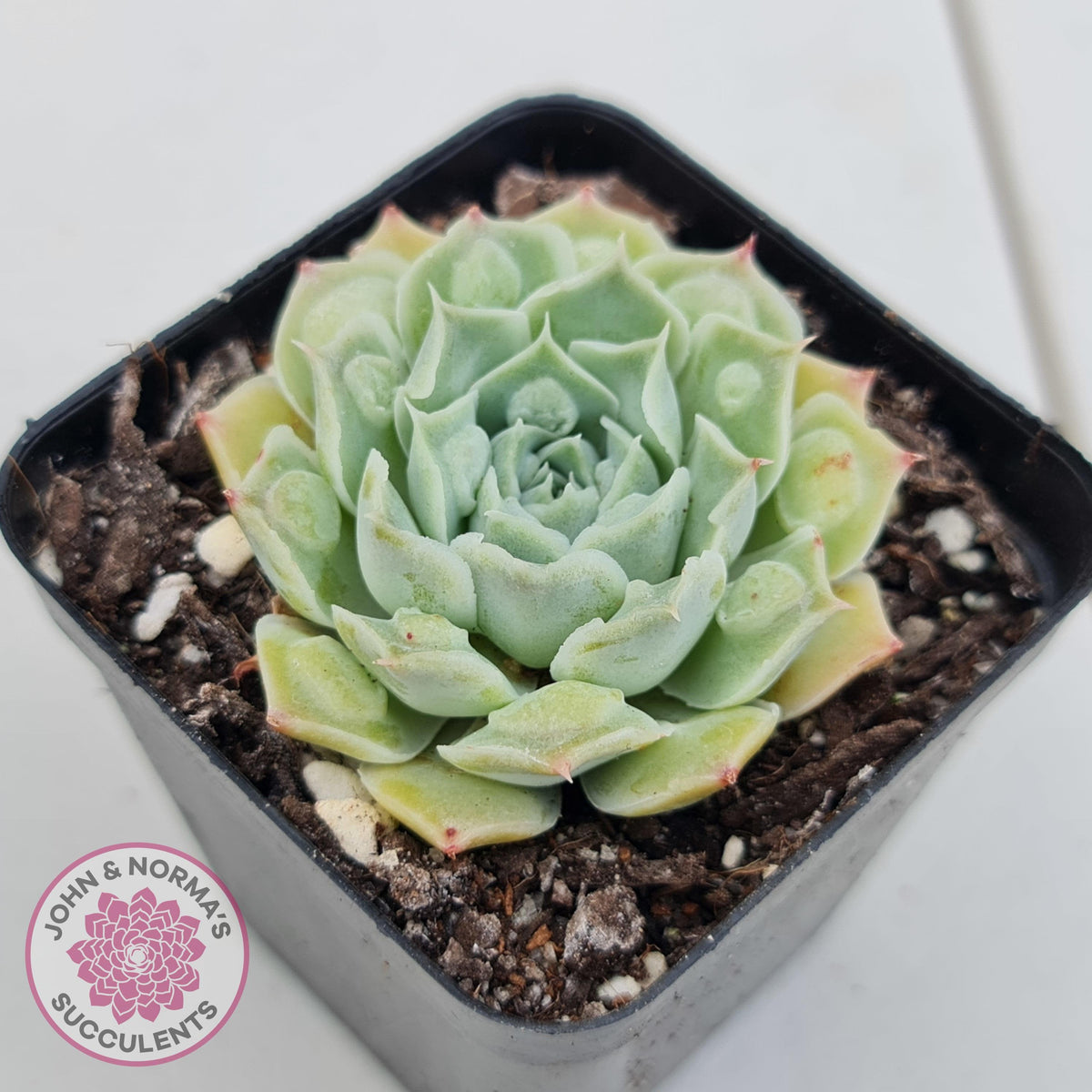 Echeveria Hearts Choice