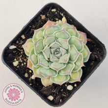 Load image into Gallery viewer, Echeveria Hearts Choice - John & Norma's Succulents Australia