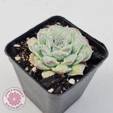 Load image into Gallery viewer, Echeveria Hearts Choice - John & Norma's Succulents Australia