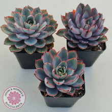 Load image into Gallery viewer, Echeveria Hera - John & Norma's Succulents