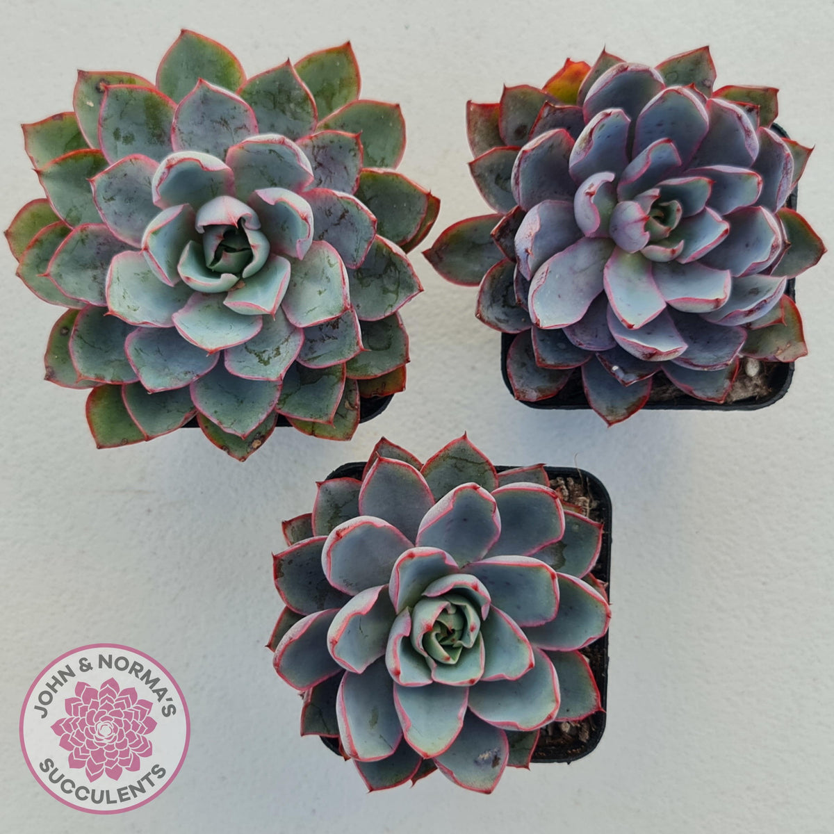 Echeveria Hera