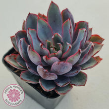 Load image into Gallery viewer, Echeveria Hera - John & Norma's Succulents
