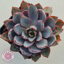 Load image into Gallery viewer, Echeveria Hera - John & Norma's Succulents
