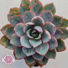 Load image into Gallery viewer, Echeveria Hera - John & Norma's Succulents