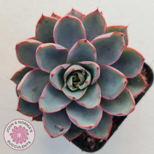 Load image into Gallery viewer, Echeveria Hera - John & Norma's Succulents