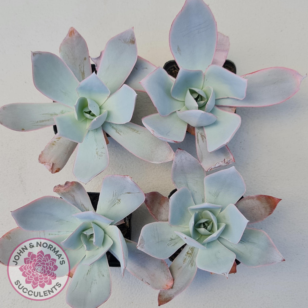 Echeveria 'Hoar Frost'
