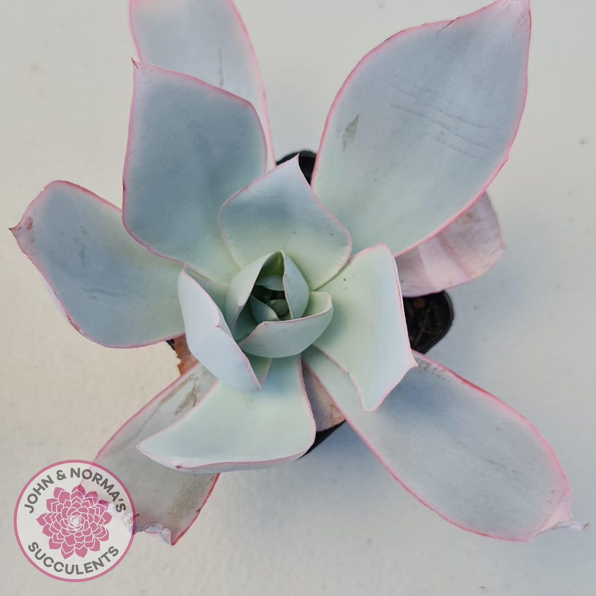 Echeveria 'Hoar Frost'