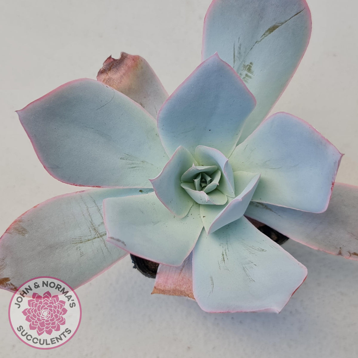 Echeveria 'Hoar Frost'