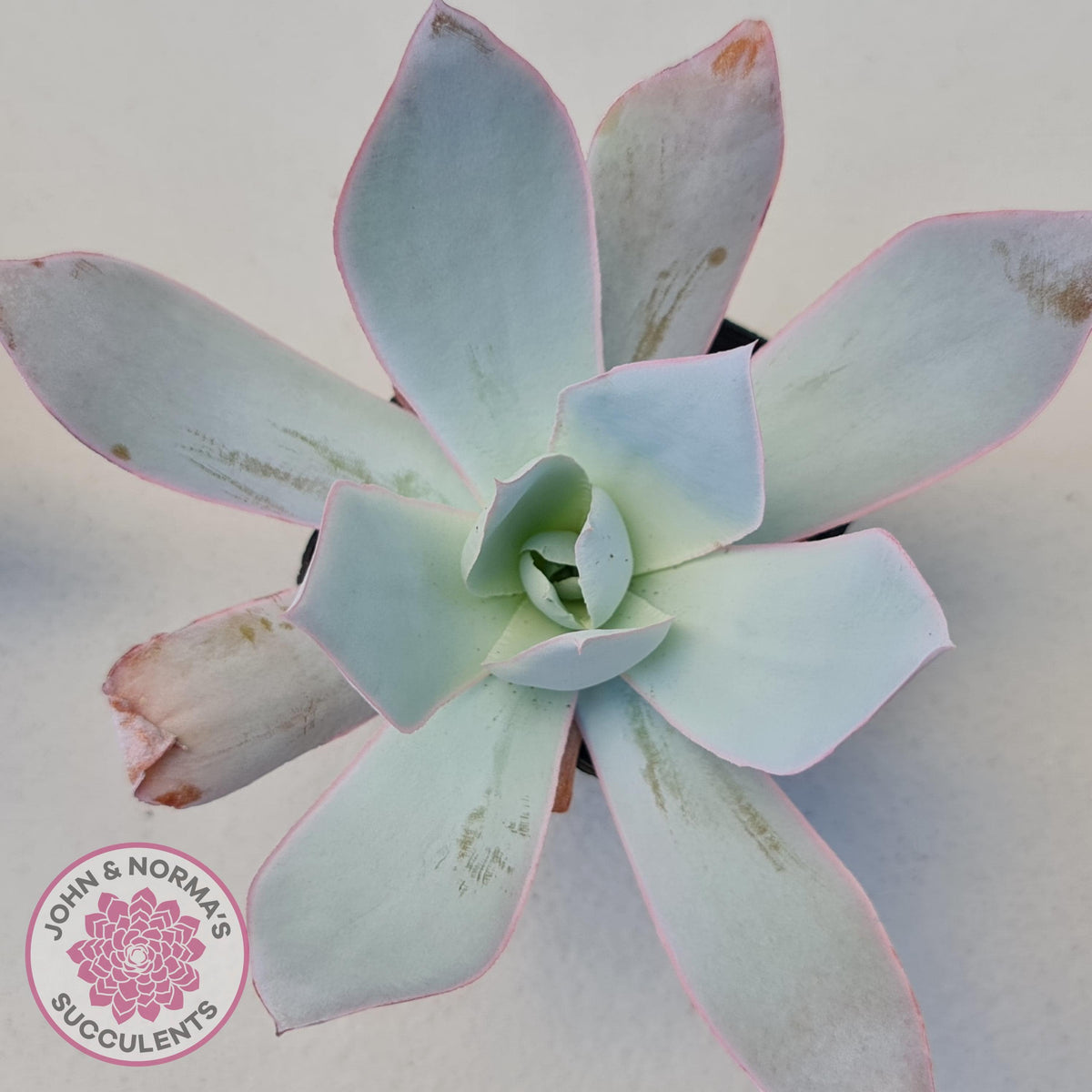 Echeveria 'Hoar Frost'