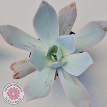 Load image into Gallery viewer, Echeveria 'Hoar Frost' - John & Norma's Succulents Australia