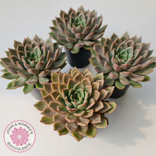 Load image into Gallery viewer, Echeveria 'Hong Yu' malgan (XL)