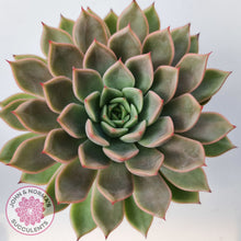 Load image into Gallery viewer, Echeveria 'Hong Yu' malgan (XL)