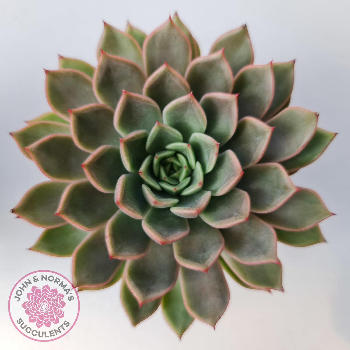 Echeveria 'Hong Yu' malgan (XL)