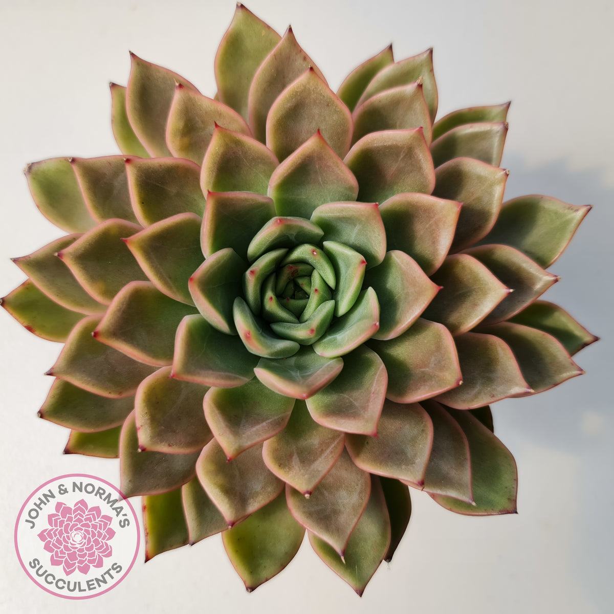 Echeveria 'Hong Yu' malgan (XL)