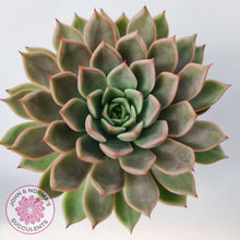 Load image into Gallery viewer, Echeveria 'Hong Yu' malgan (XL)