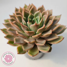 Load image into Gallery viewer, Echeveria 'Hong Yu' malgan (XL)